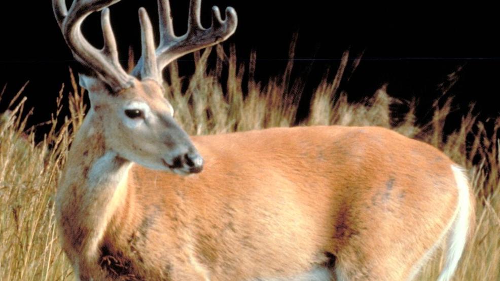 it-s-officially-buck-hunting-season-in-west-virginia-wtov