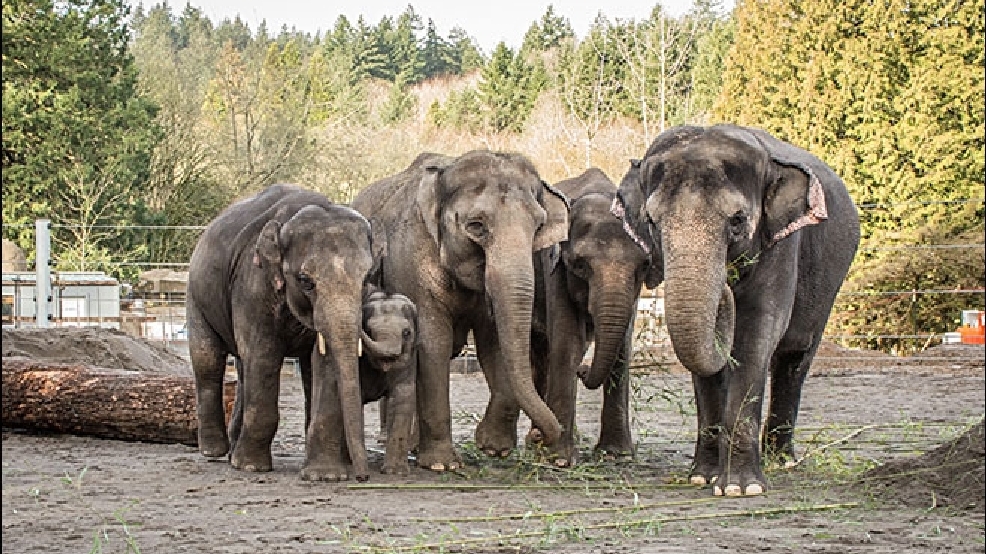 Oregon Zoo elephants exploring part of new habitat | KATU