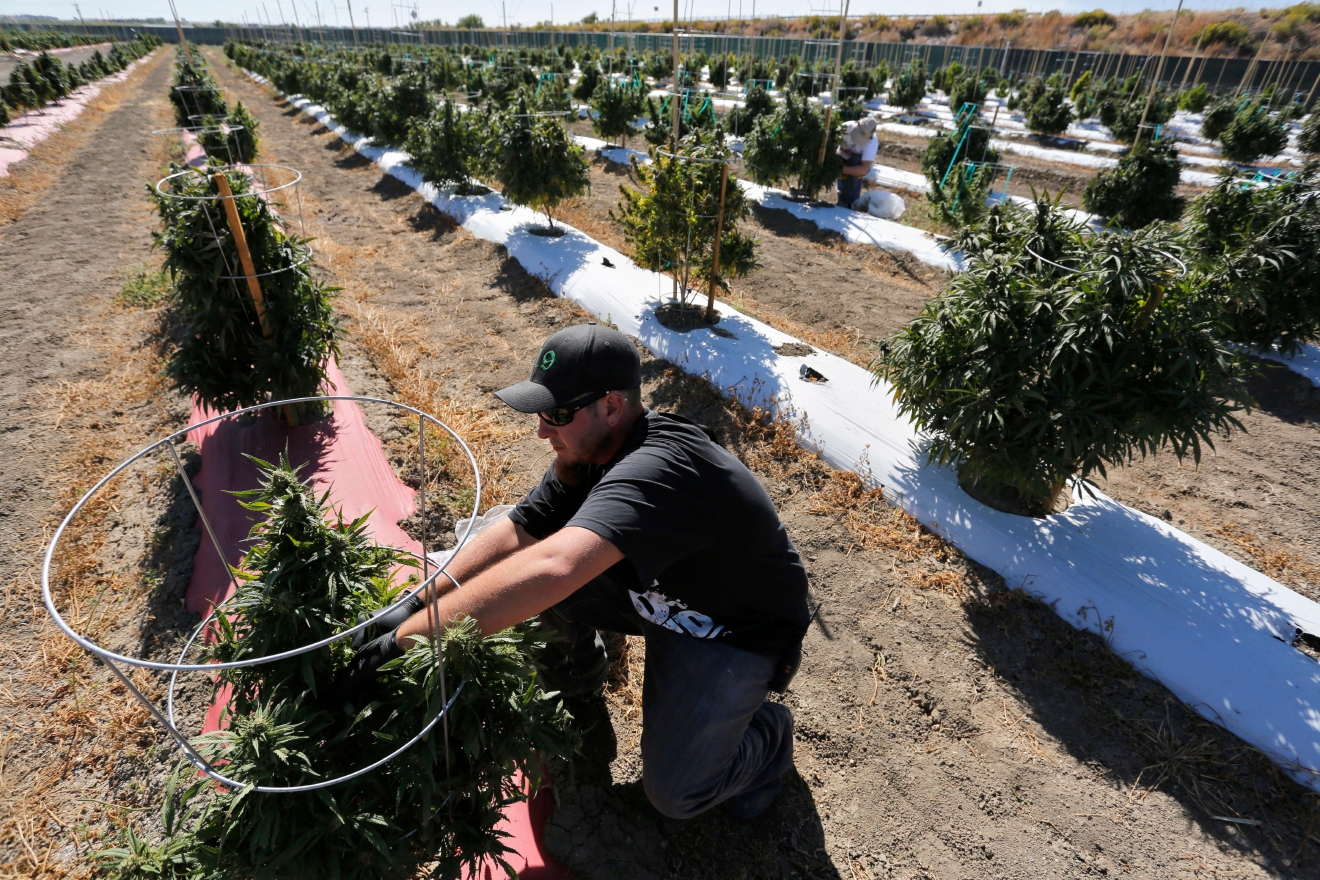 Harvest time at America's largest legal open air marijuana farm KVAL