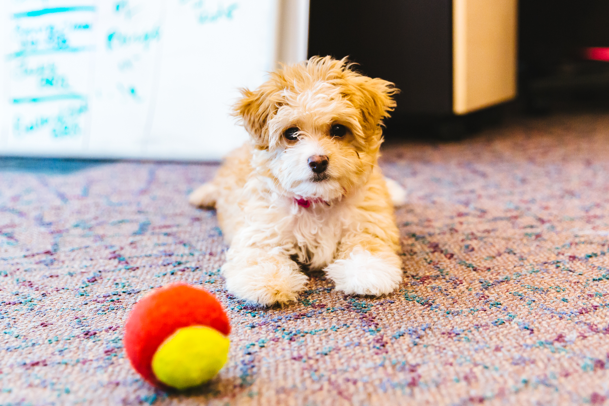 Maltipoo Seattle - j2jqoj0