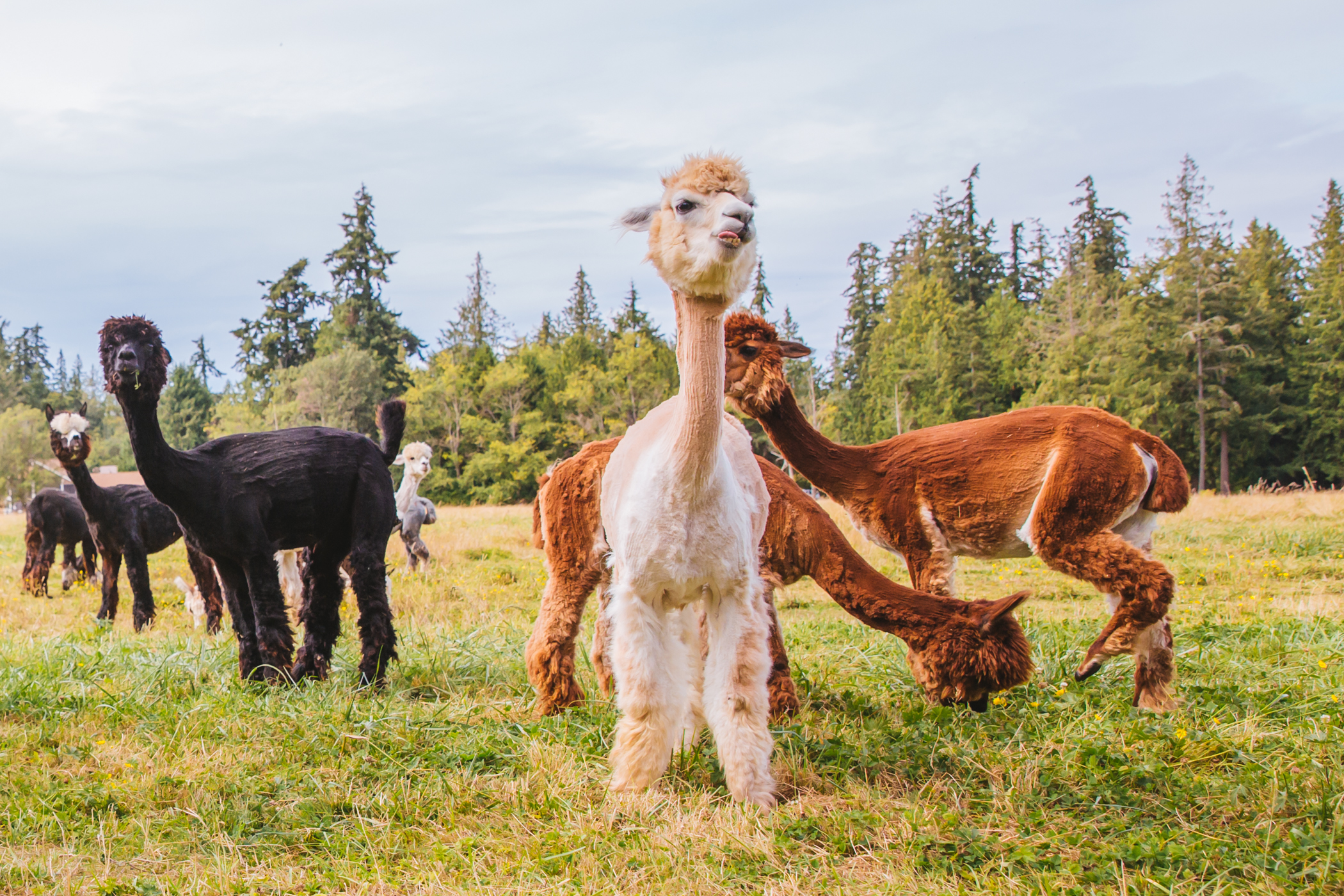 Touring the Alpaca Farm vacation rental on Camano Island Seattle Refined