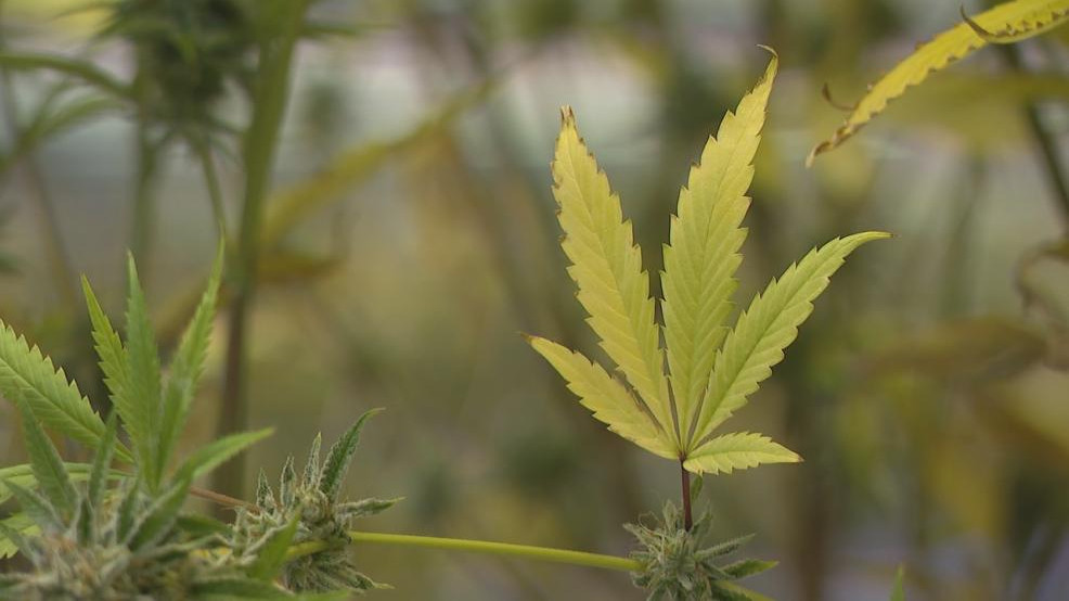 Prices fall for medical marijuana after one year WSYX