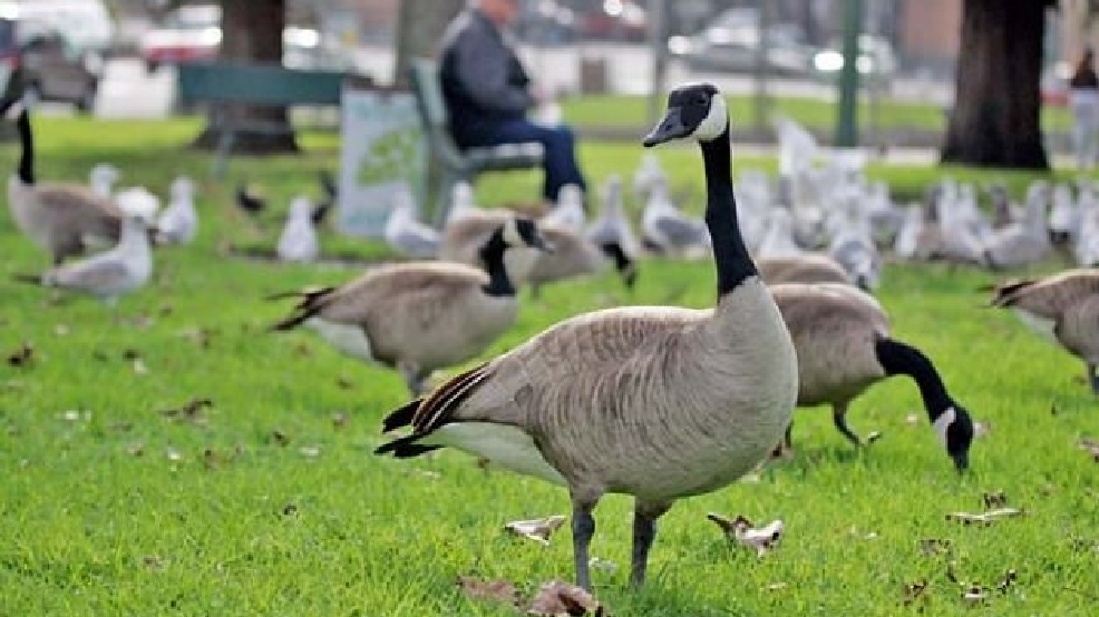 geese4.jpg