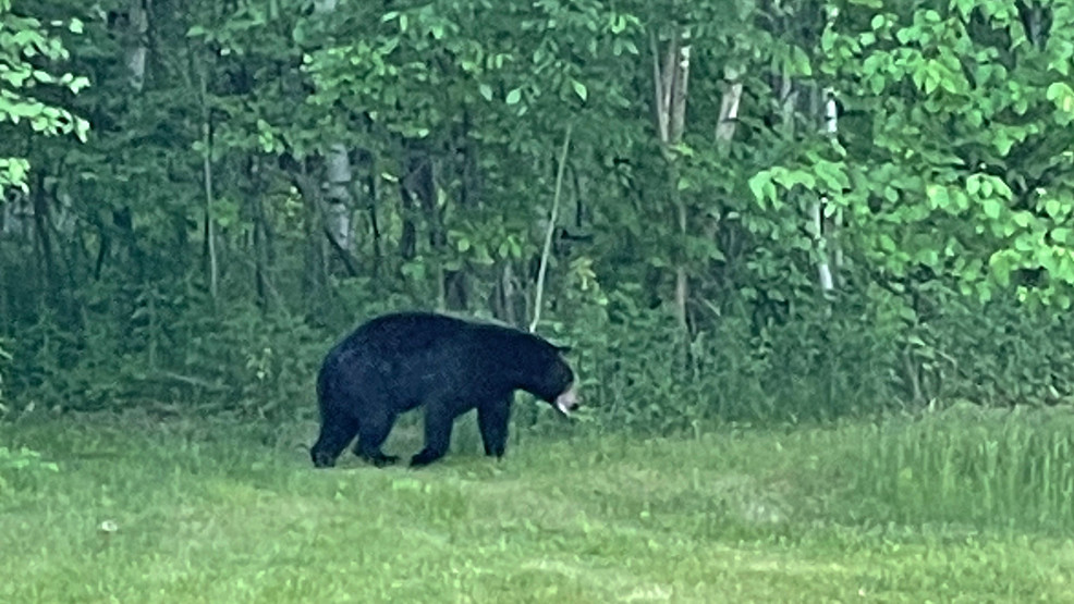 Southern Wisconsin bear sightings prompt DNR warning | WLUK