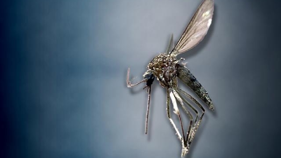 MOSQUITO1.jpg