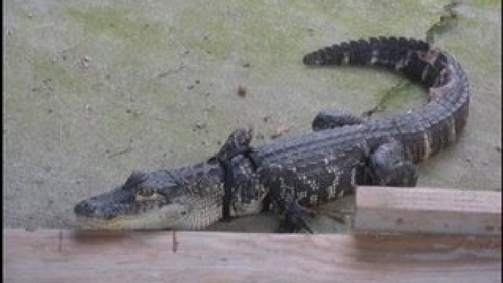 Alligator found under car in Jefferson City KRCG