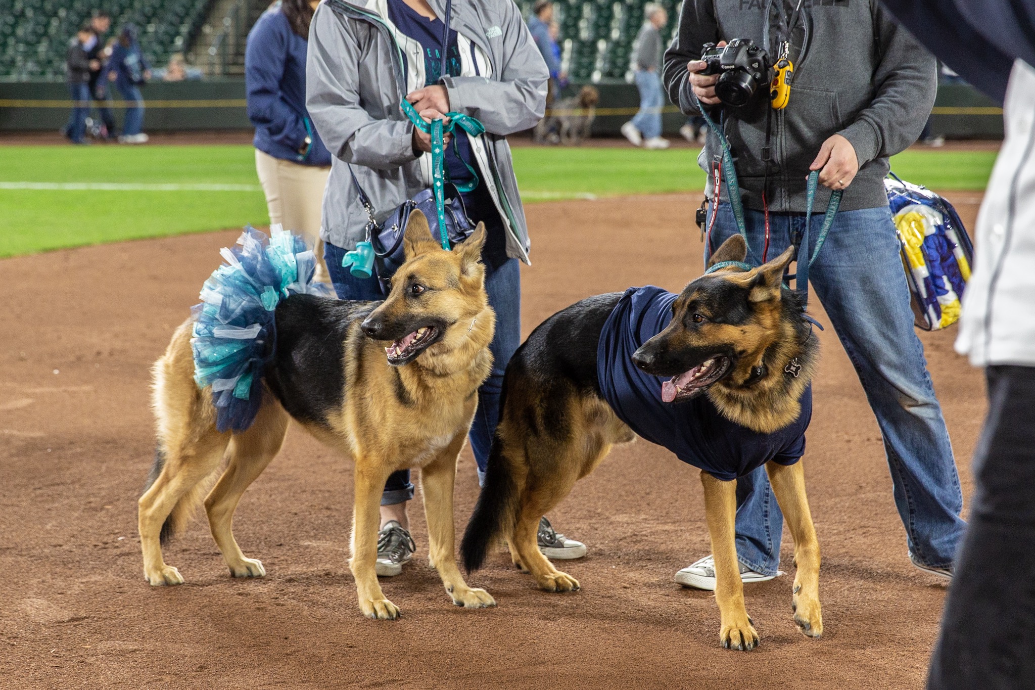 Photos Dogs steal the spotlight at Mariners' first Bark at the Park of