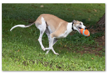 gpi greyhound