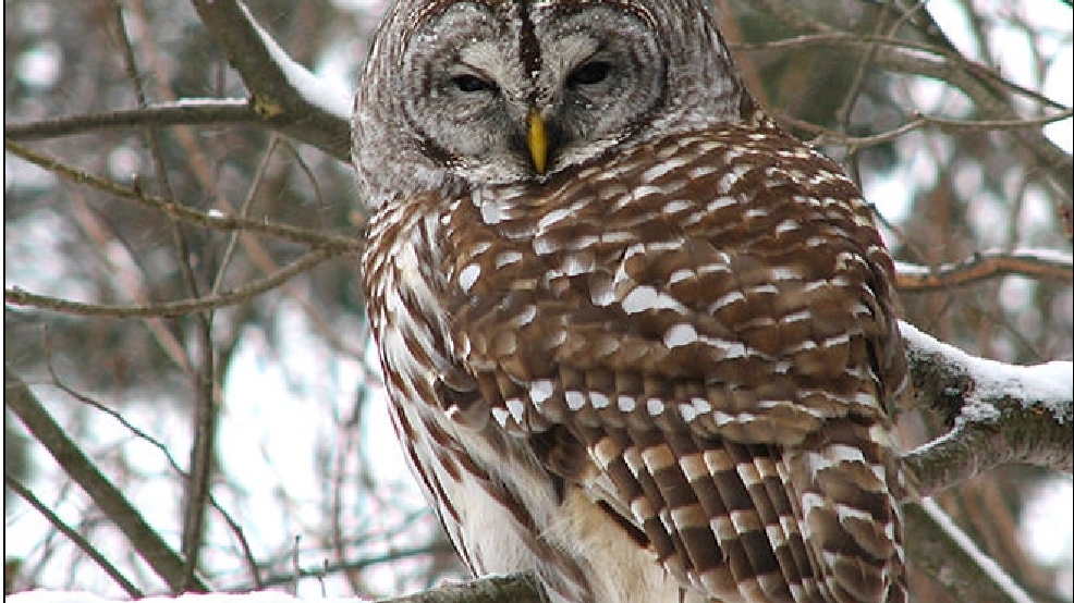 130723_barred_owl_660.jpg