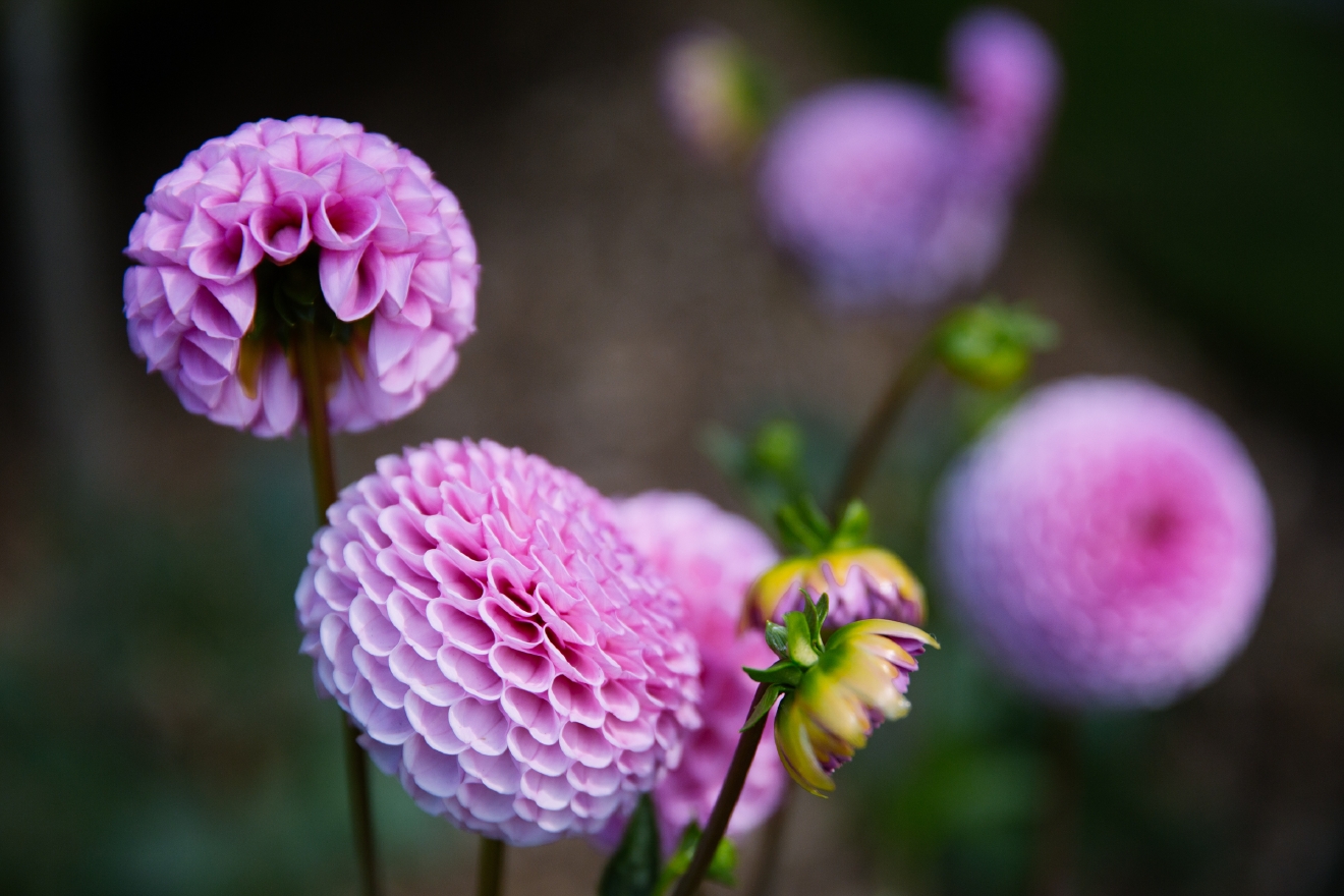 Photos Seattle's official flower is in full bloom Seattle Refined