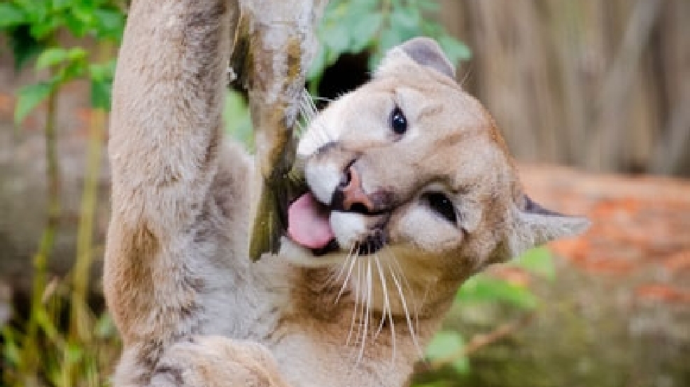 131105_cougar_405.jpg