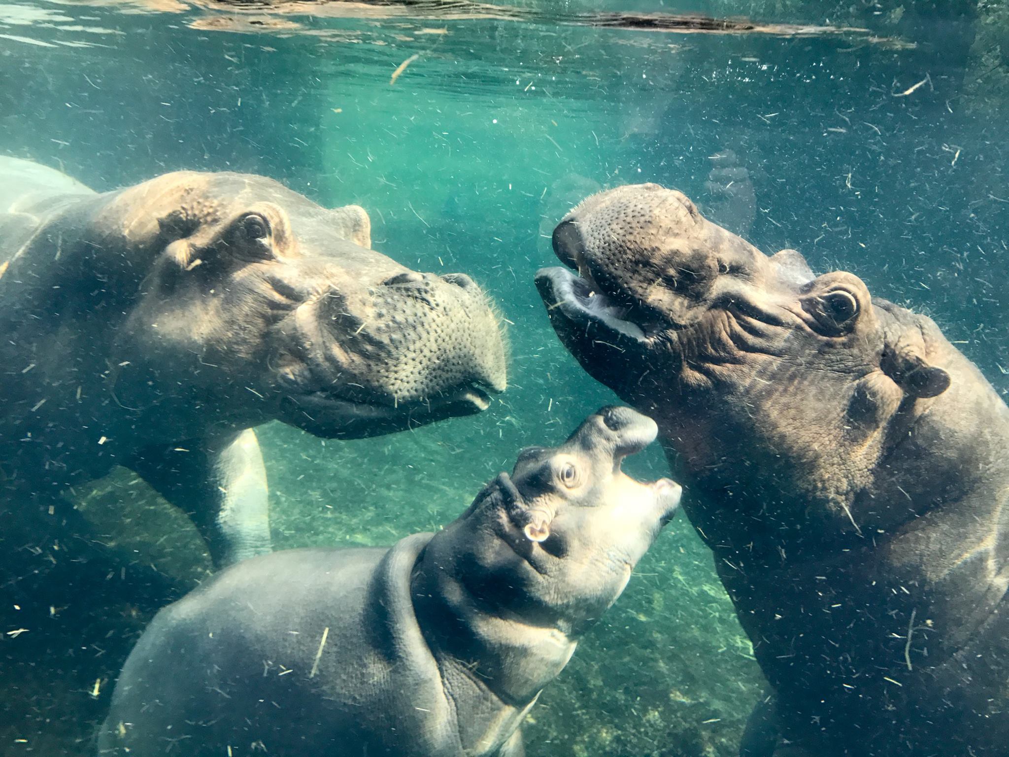 Cincinnati Zoo's Hippo Cove closed for a day WKRC