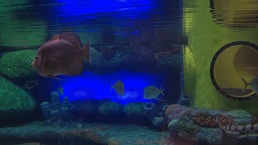 Oklahoma Aquarium, Tulsa Zoo safe alternatives to trickortreating in