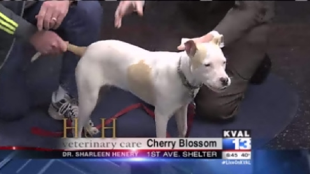 pet_cherryblossom2.jpg