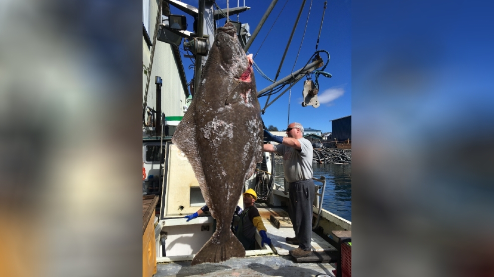 Alaska fishermen snag nearly 400pound halibut WTVC