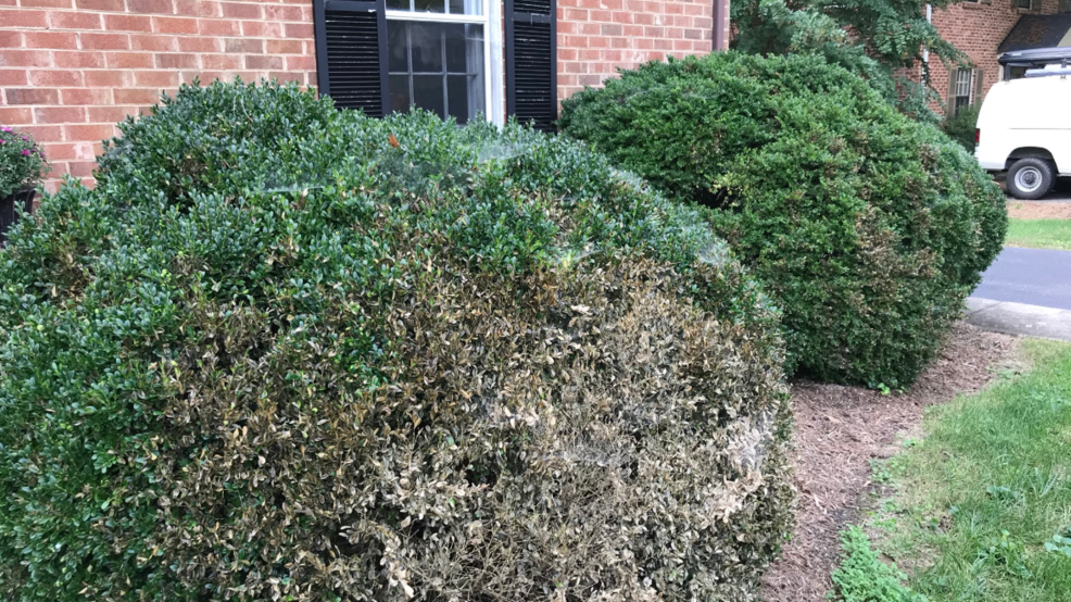 a-case-of-the-boxwood-blues-fungal-disease-damaging-plants-home-and