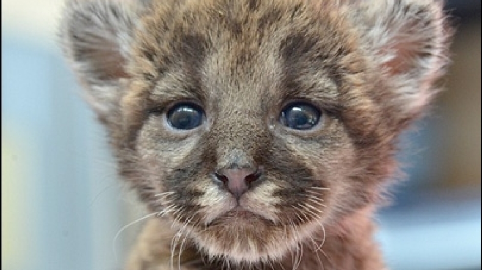 140405_panther_cat.jpg