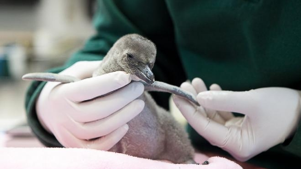 PHOTOS: All of Woodland Park Zoo's new baby animals | KOMO