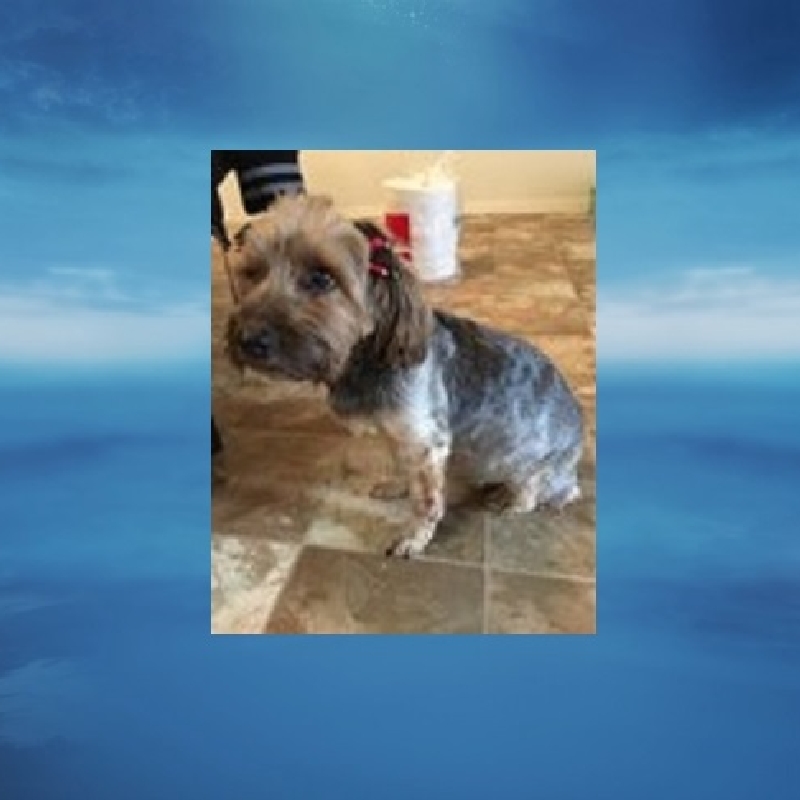 Police 16 Year Old Girl Claimed To Be Lost White Marsh Dog S Owner Sold It On Craigslist Wbff