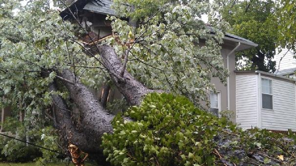 tree_cheverly_storm_-_jay_korff_606.jpg