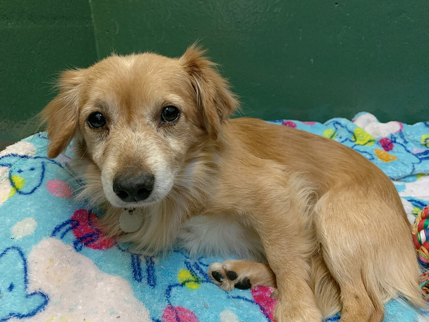 Photos 20+ cats & dogs arrive at PAWS on Giving Tuesday Seattle Refined