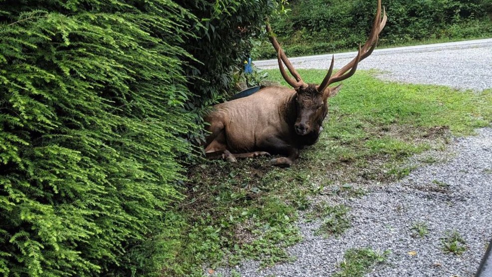 Euthanized Maggie Valley elk mourned WCIV