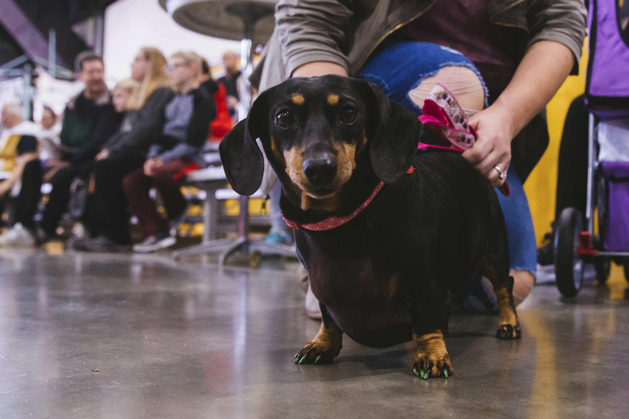Photos Wiener dogs steal the show at Oktoberfest Northwest Seattle