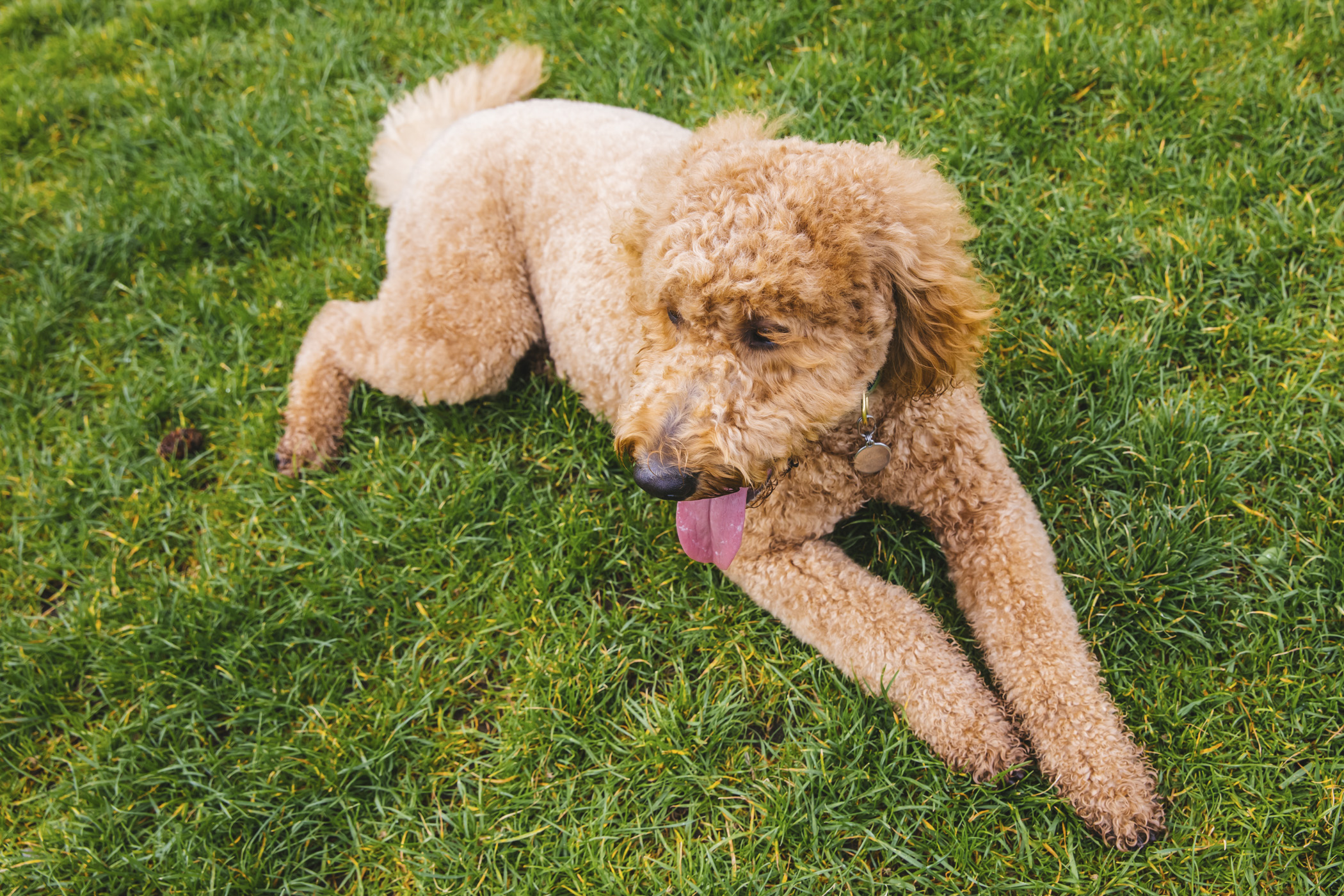 RUFFined Spotlight Rosie the GoldenDoodle Seattle Refined