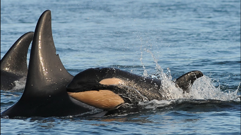 New Baby Orca Spotted In Puget Sound | KATU