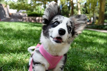Ruffined Spotlight Meet Navy The Cutest Ball Of Fluff You Ever