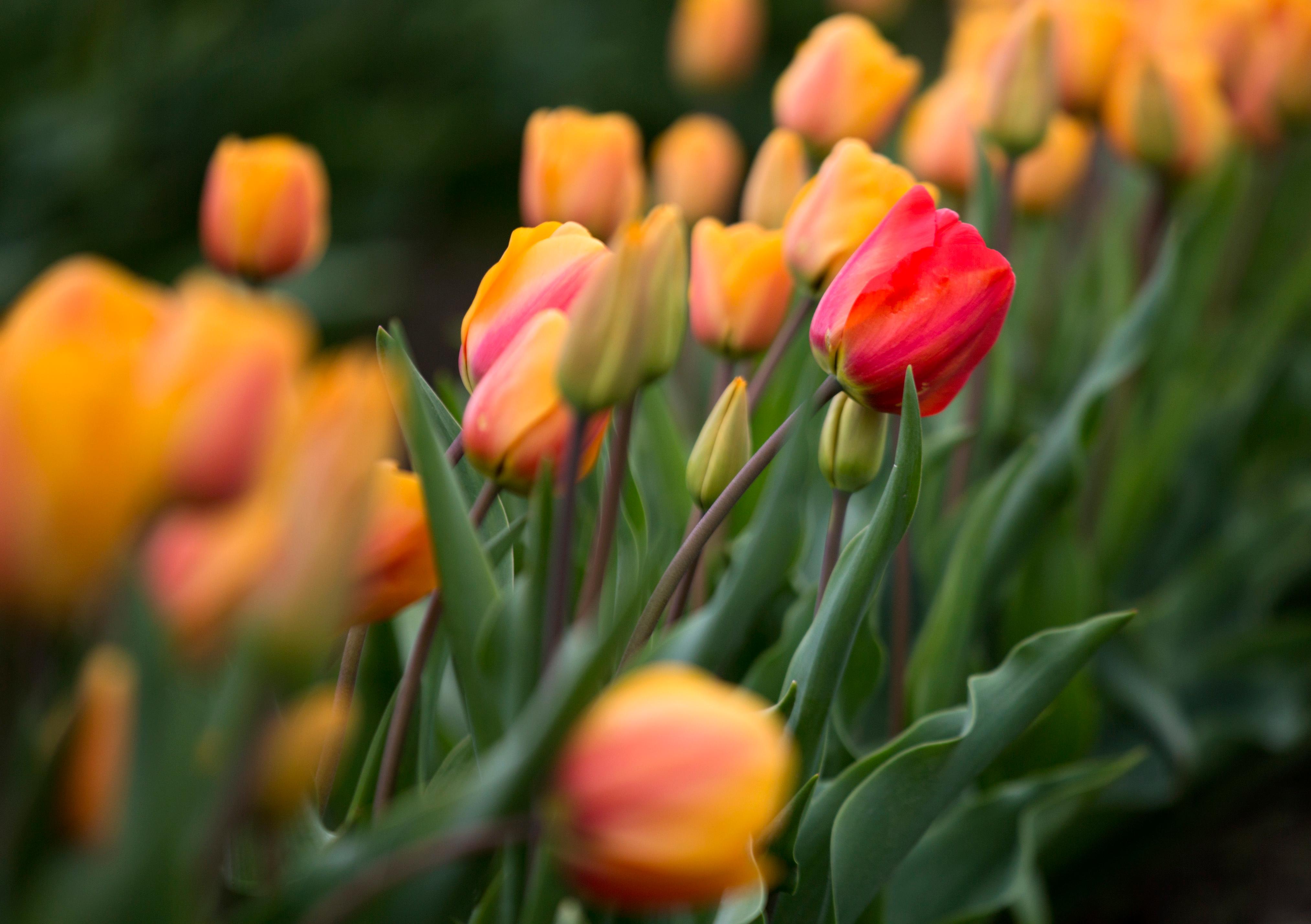 Photos The tulips are starting to bloom! Seattle Refined