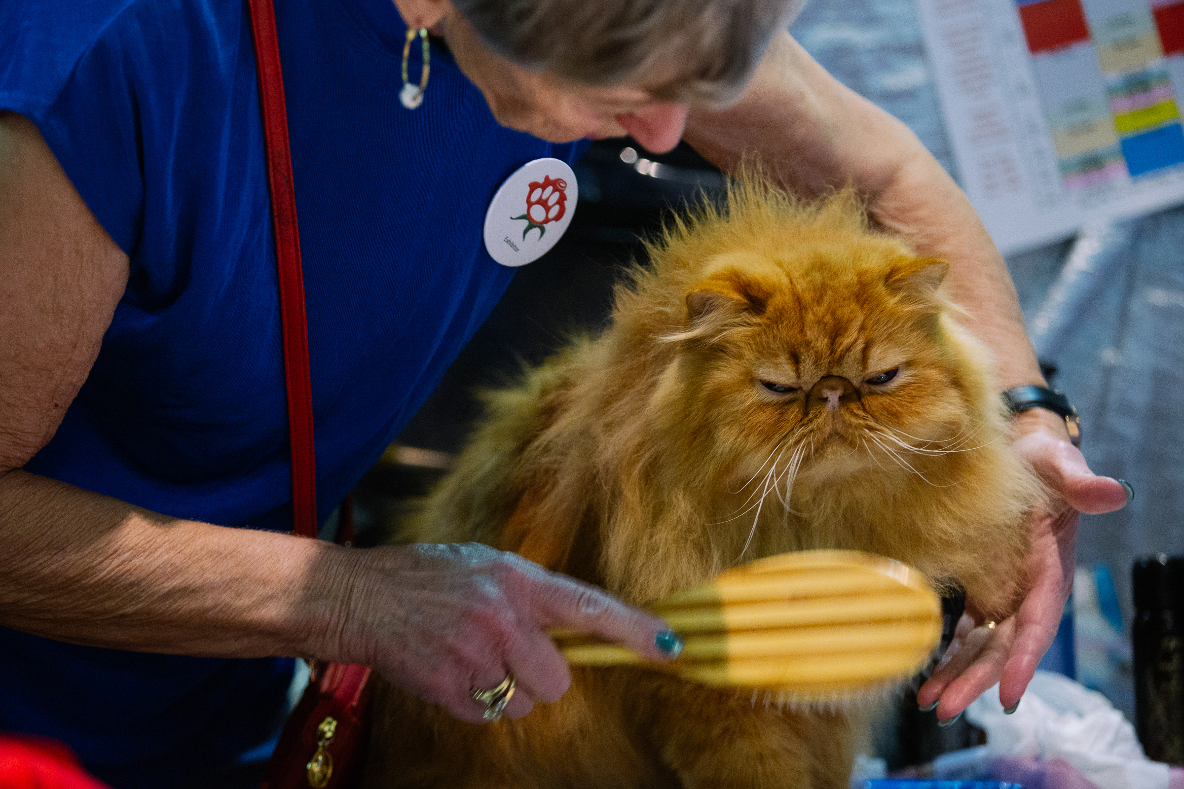 The International Cat Show brings furry feline faces to the northwest