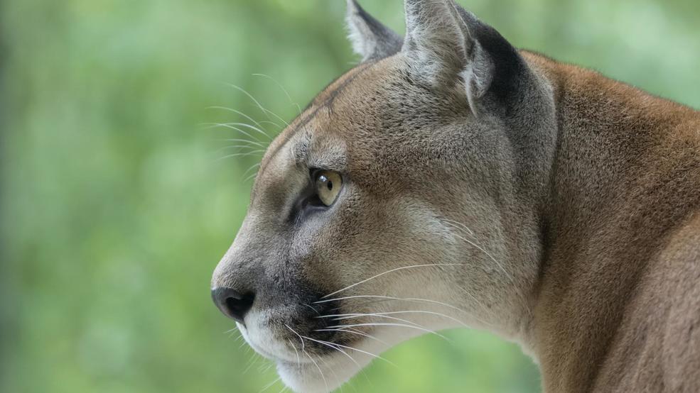 Man chokes mountain lion who attacked him in Colorado KATU