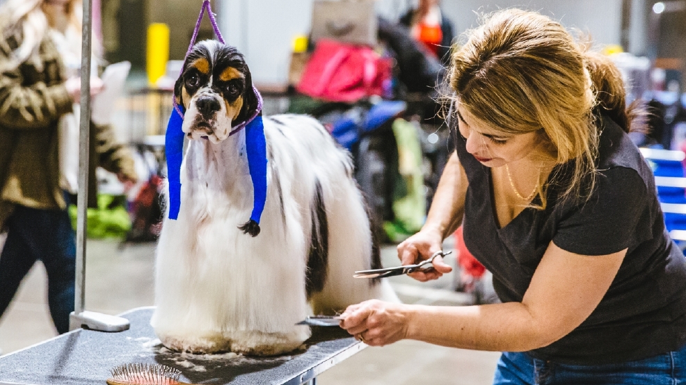 Photos Touring the Grooming Room of the Seattle Dog Show Seattle Refined