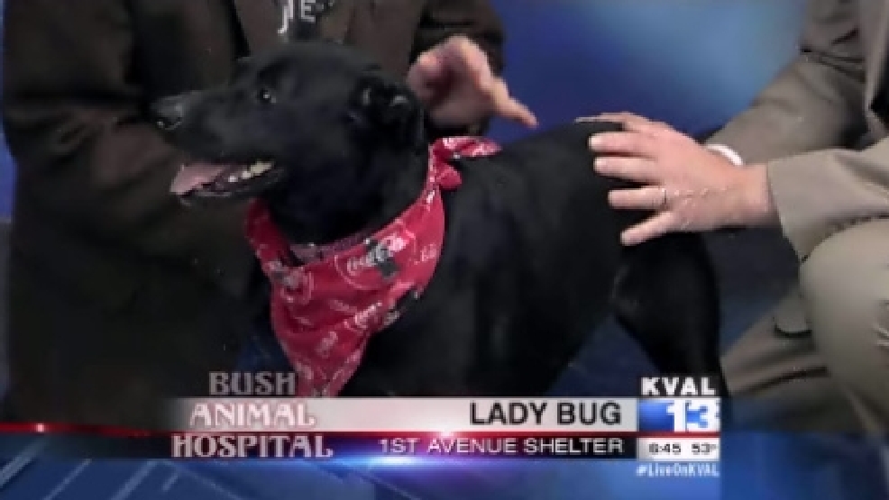 pet_ladybug.jpg