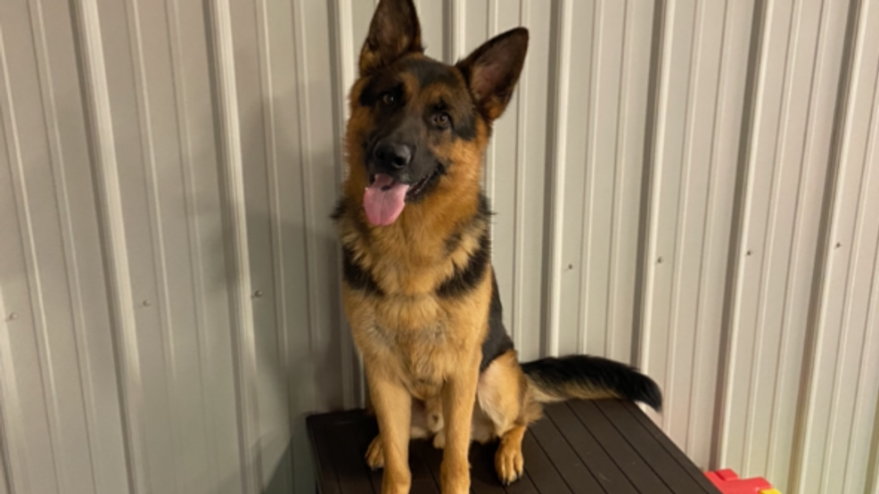 Former shelter dog's training prepares him for new life as K-9 officer