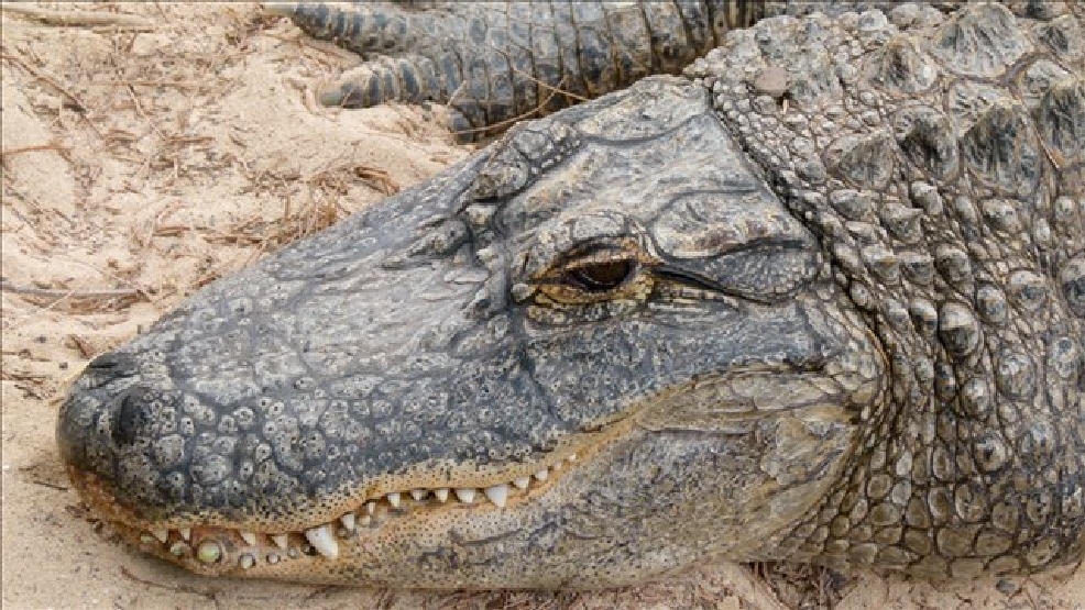 South Carolina accepts applications to hunt alligators WACH