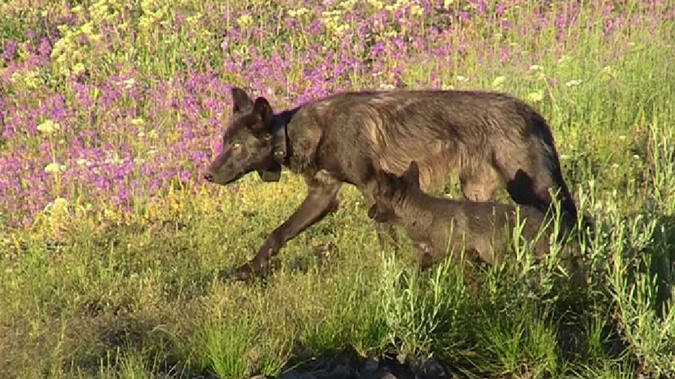 Oregon wolf shot and killed in Idaho KVAL