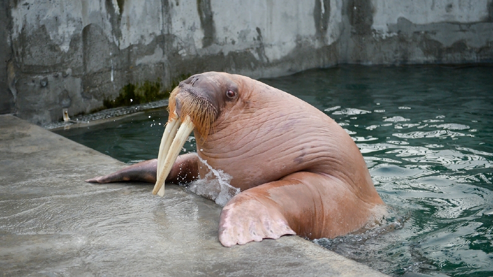 Dozer the walrus leaving Washington state zoo | KOMO