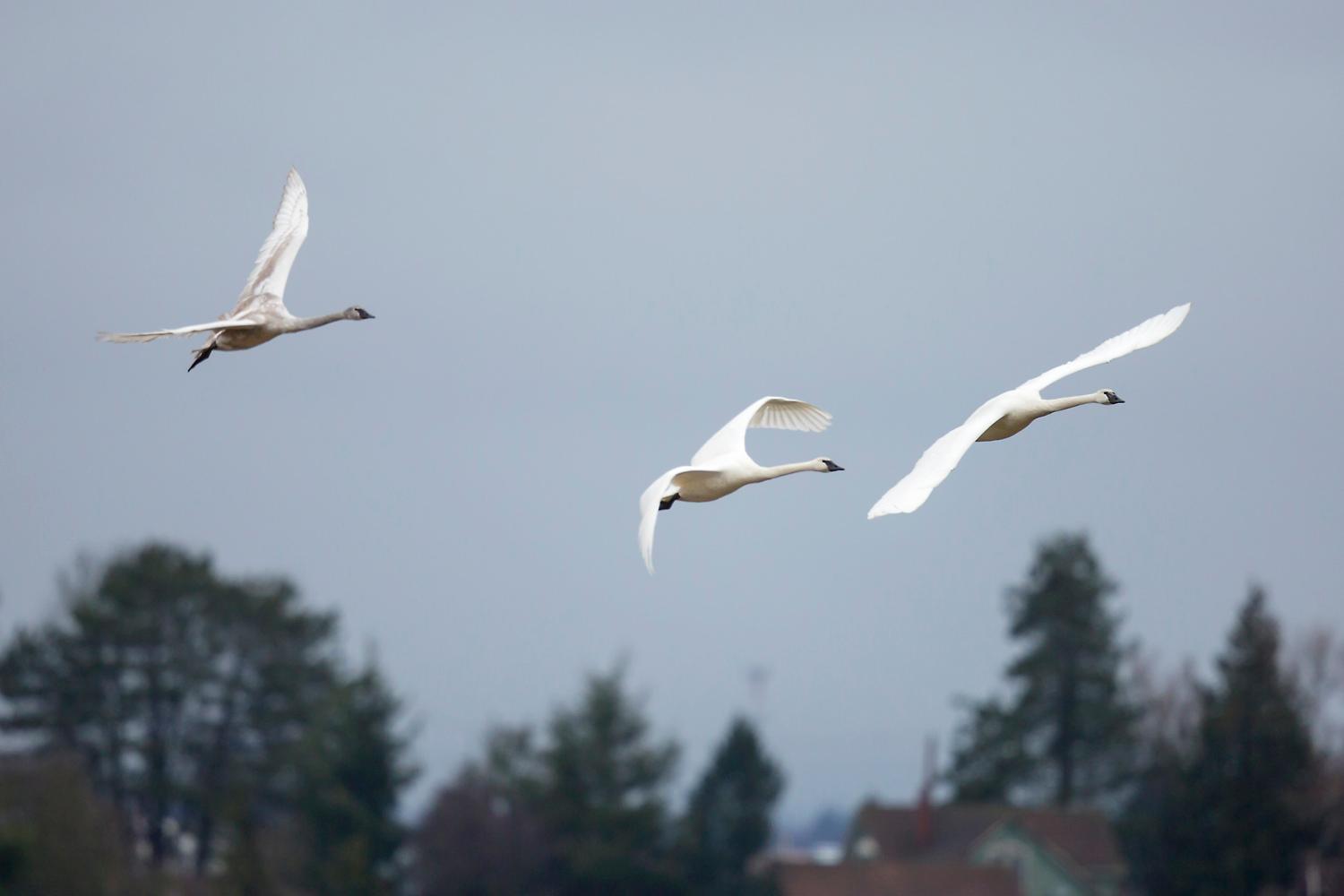 Photos Thousands of snow geese migrate from Siberia & Alaska to Skagit