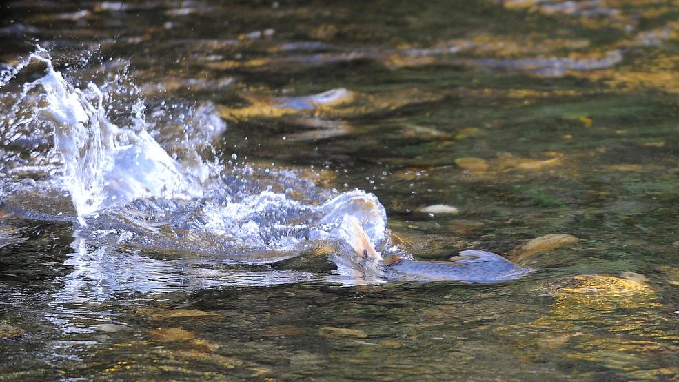 From classroom to creek - Mail Tribune