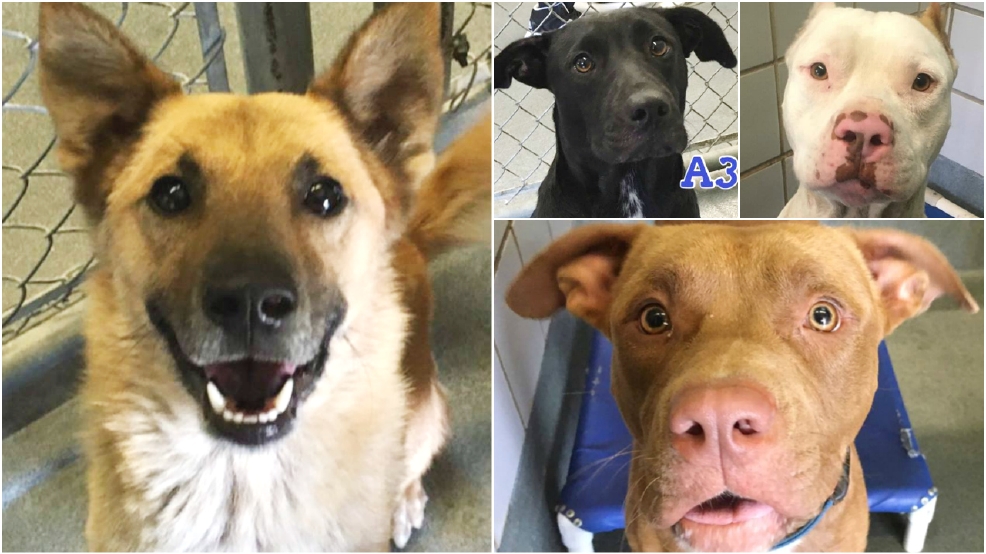 4 dogs ready for adoption | WOAI