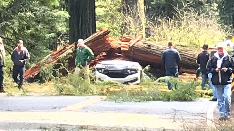 CHP 2 killed on Del Norte County highway when redwood tree falls on