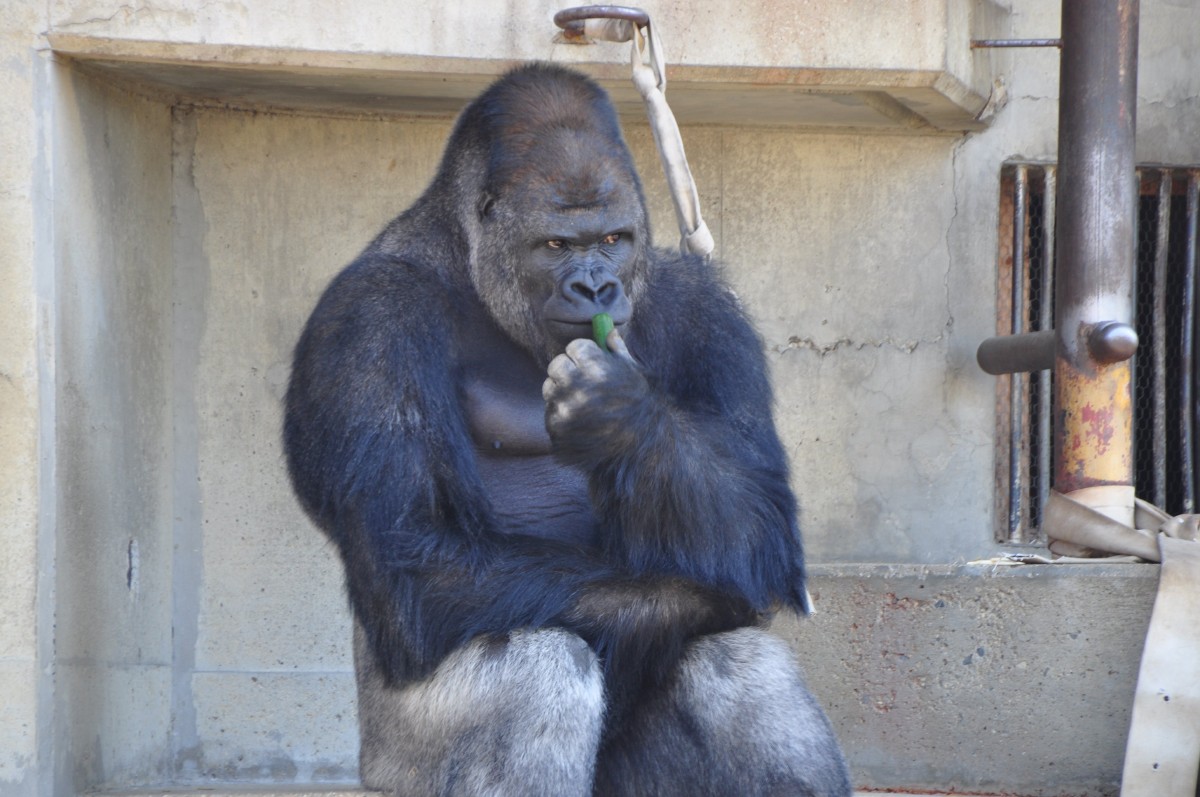 Japanese Women Go Ape Over Surprisingly Handsome Gorilla Kutv