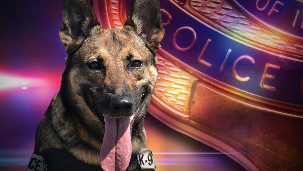 canine-unit-locates-suspect-after-fleeing-from-officers-wpbn