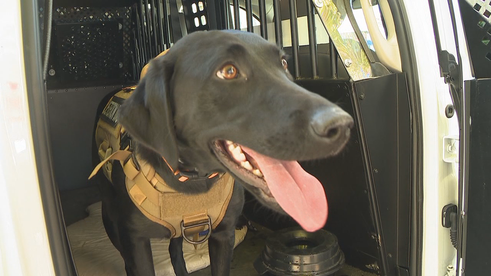 Central Arkansas Water adds nation's first water leak detection dog to