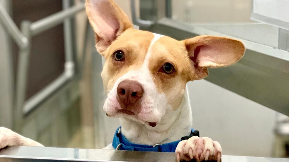 32 Pet Adoption League Tulsa Oklahoma Stock