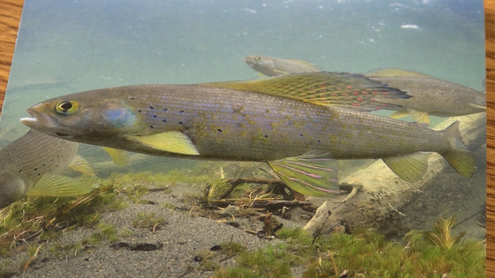 michigan works grayling