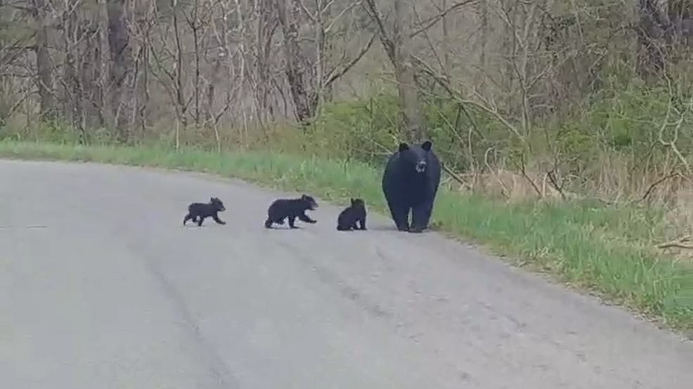Video captures mama bear with three cubs in Roanoke WSET