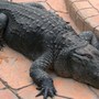 Surprise: Large alligator found in Kansas City hot tub